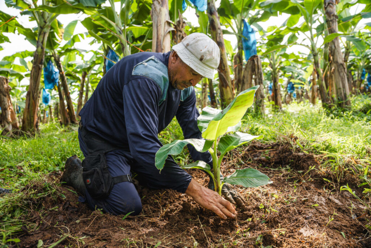 Protocolos de biosseguran�a e vigil�ncia fitossanit�ria refor�ados em torno do Congresso Internacional da Banana - 20 a 23 de abril em M�rida no M�xico