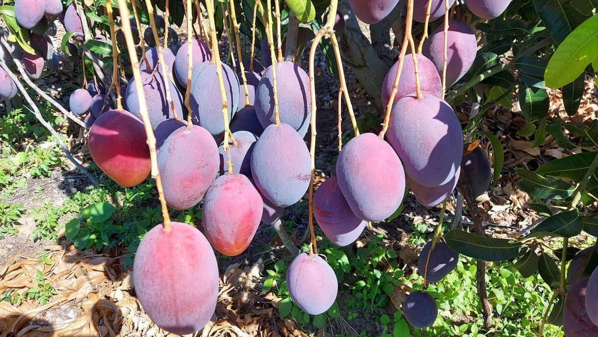 Manga Palmer reage no in�cio de abril com oferta restrita, mas mercado ainda � incerto