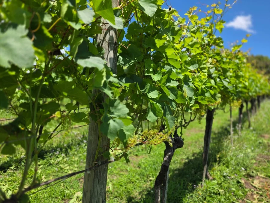 Novas recomenda��es t�cnicas de calagem e aduba��o para vinhedos s�o aplicadas