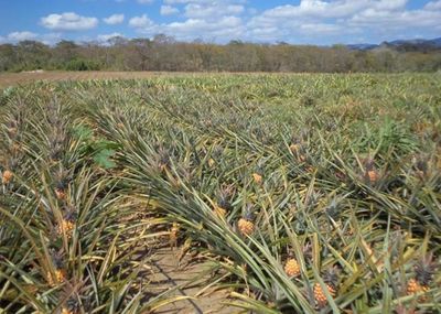 Pesquisadores desenvolvem cultivares de abacaxis com foco em resist�ncia �s doen�as, melhor manejo e produtividade