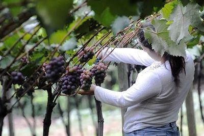 F�rum coordenado pelo Mapa fortalece indica��es geogr�ficas em S�o Paulo h� 3 anos