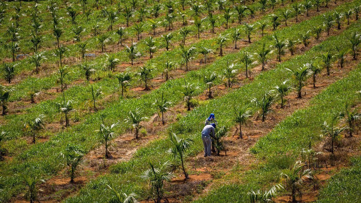 Embrapa oferece tour guiado por Vitrines Vivas de Tecnologias durante a Feira Brasil na Mesa