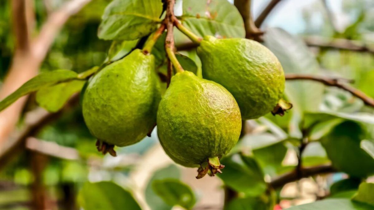 Produtores de goiaba no RS est�o descartando toneladas da fruta porque as empresas compradoras simplesmente pararam de aceitar a produ��o mesmo com uma das melhores safras