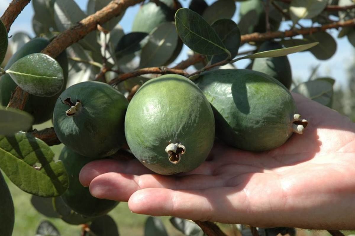 Goiaba serrana ganha espa�o com inova��o, produ��o familiar e apoio da pesquisa em S�o Joaquim