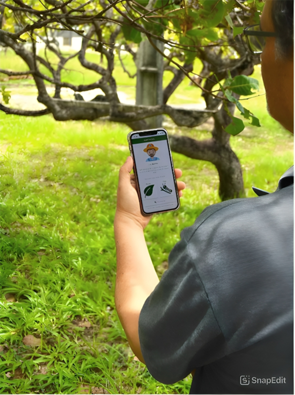 Novo aplicativo apoia produtores na identifica��o e manejo de pragas e doen�as do cajueiro