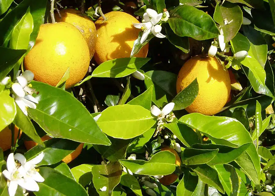 Caulim reduz em 50% a infesta��o de psil�deo e o greening nos pomares de citros 