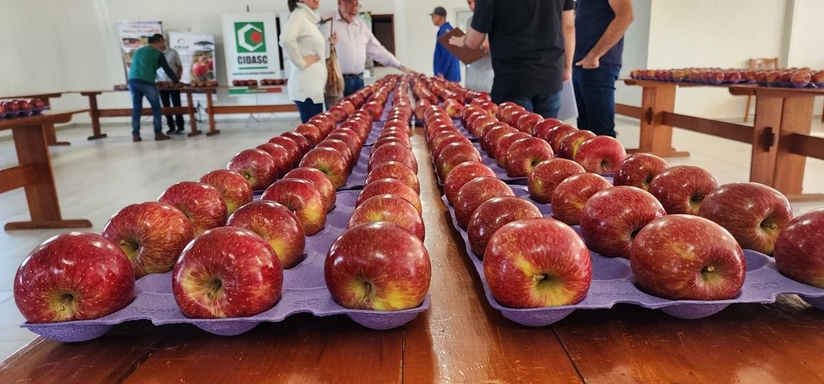 Concurso avalia qualidade da ma�� Fuji e refor�a excel�ncia da produ��o em S�o Joaquim