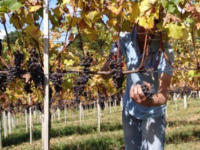 Guia de poda de uvas de mesa - Os diferentes tipos de poda, principais sistemas de condu��o, ferramentas necess�rias, recomenda��es para cada variedade e as pr�ticas agron�micas
