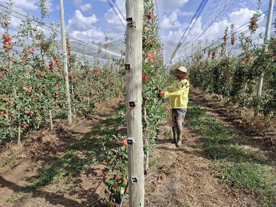 A produ��o de ma��s na safra 2025/2026 na regi�o de S�o Joaquim e as pol�ticas p�blicas voltadas aos fruticultores (as) familiares