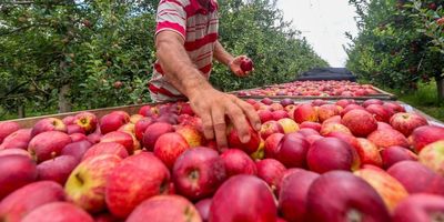 Fen�meno raro: Safra brasileira de ma�� � marcada pela presen�a do pingo de mel