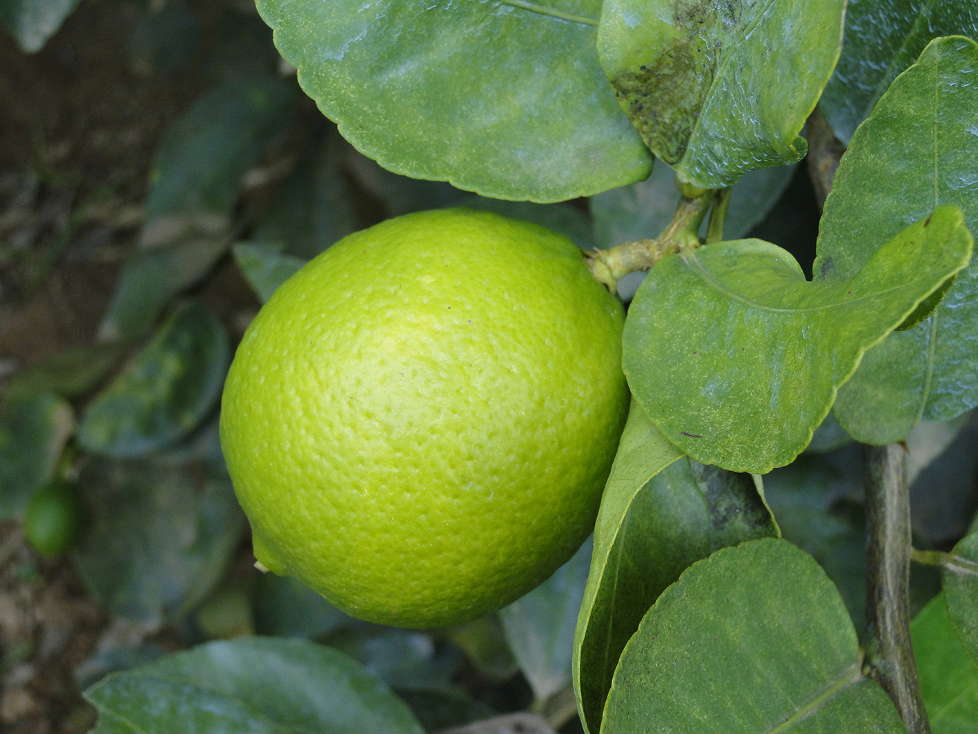 Frutas da Regi�o do Ja�ba desembarcar�o mais uma vez no  maior  showroom da Europa e na Fruit Logistica 2017