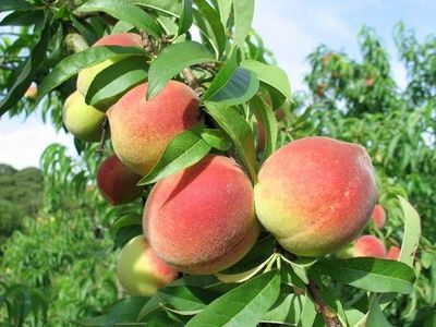 Ciclo de brota��o das frutas � alterado por �ltimo inverno