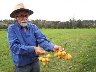 Fruticultura avan�a a partir da pesquisa 